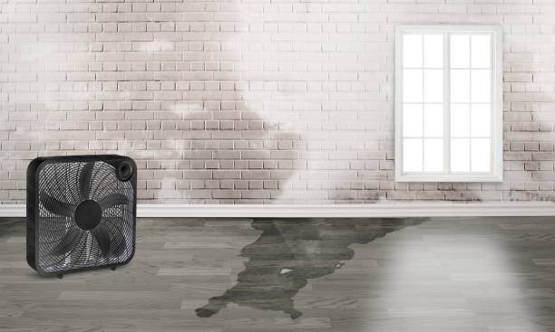 Best Water damage restoration mold remediation  in Cass City, MI